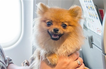 USA: Kun hunde kan hj&aelig;lpe p&aring; fly