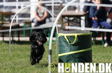 Pr&oslash;v hoopers - Det er for alle hunde