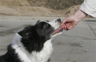 10 roller din hund giver dig