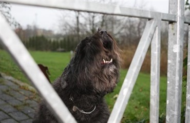 Posten i fred for glubske hunde