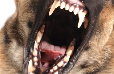 Hvilke hunde bliver aggressive?