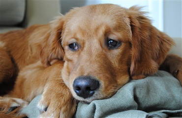 N&aring;r hunden TROR, den skal have hvalpe