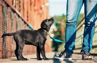 Artikel i HUNDEN nr. 2 i fuld l&aelig;ngde