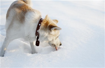 3 gode råd hvis hunden mave