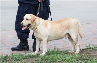 Narkohund finder narkotika mellem benene på kvinde