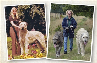 50 &aring;r med irsk ulvehund og DKK