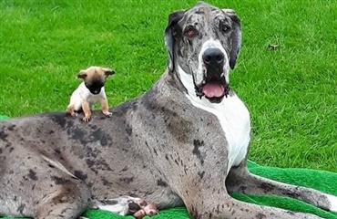 Verdens måske højeste hund, og Englands mindste i duet