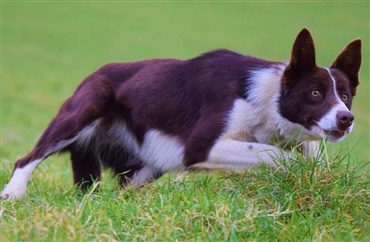 Kim er verdens dyreste hyrdehund