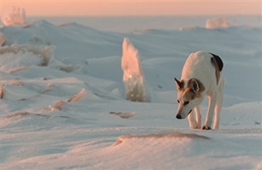 Vilde hunde på vej ind i Norge