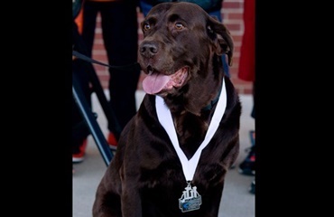 Hund stak af og crashede marathonløb