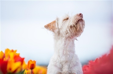 Når bliver døv - Hunden.dk