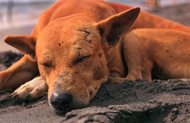 Indisk hund vogtede ejers grav i to uger