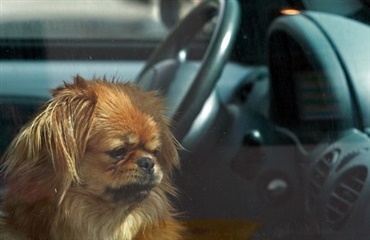 Hvert år dør hunde af hedeslag i biler