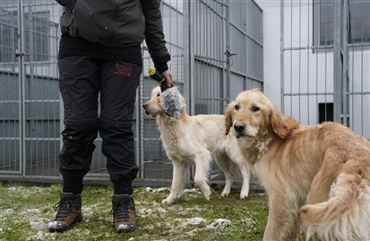 Stor hundesag: 17 golden retrievere indleveret til Dyrenes Beskyttelse