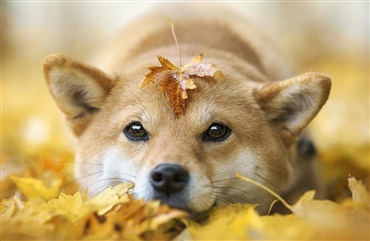 Shiba solgt for astronomisk bel&oslash;b