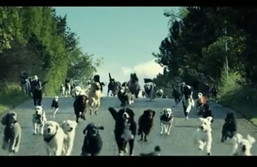 80 hunde på rollelisten i norsk reklamefilm