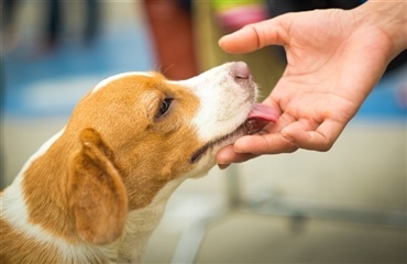 10 måder din hund er bedre end resten af din familie