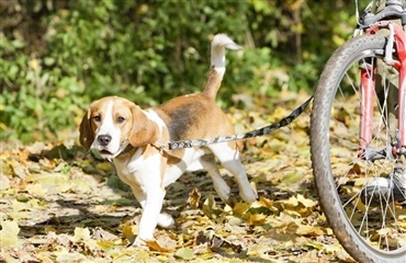 Tag din hund med på cykeltur