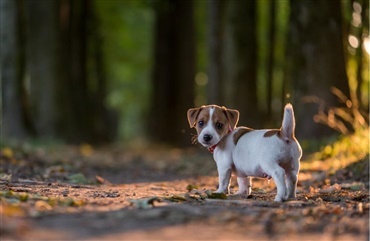Hj&aelig;lp os med at g&oslash;re hunden.dk bedre