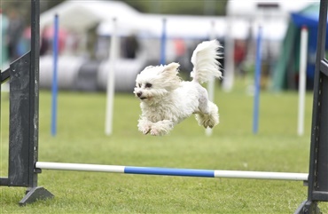 Aarhus byder p&aring; Nordiske Mesterskaber i agility