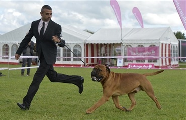 Bullmastiff til tops i Roskilde