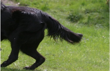 Hund driller politiet i New Zealand