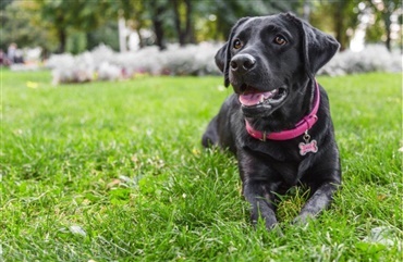 Labradoren Fie reddede julen for Liam p&aring; halvandet &aring;r