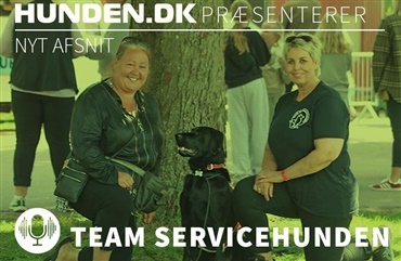 Nyt podcastafsnit: H&oslash;r Team Servicehunden fort&aelig;lle fra Store Hestedag