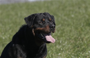 Rottweiler skambidt jack russel terrier  