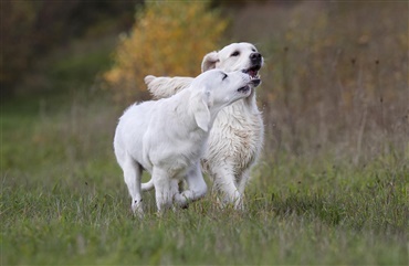 Fra Retrieverbogen: EN ELLER FLERE hunde