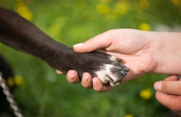 Sådan klipper du kløer på din hund