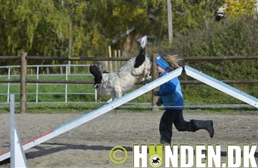 - Agility er bare bedst  (video)