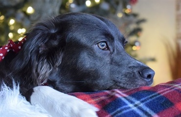 øjne hos hunde Hunden.dk