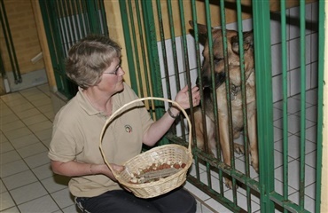 Strejfende hunde koster samfundet kassen