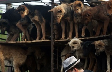 430 hunde reddet i Kina