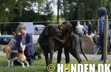 Grand Danois blev dagens hund ved l&oslash;rdagens Store Hestedag