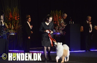 Wildcard tog sejren i juniorhandling