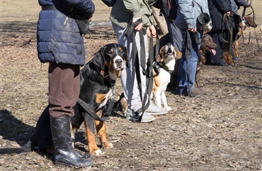 Hundetr&aelig;ning hj&aelig;lper indsatte i f&aelig;ngsler 