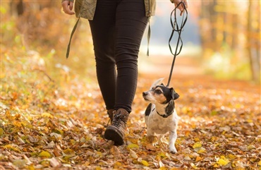 Er din hund glad for mad? Pas p&aring; skovbunden