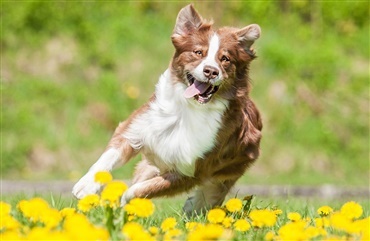 Racen er stadig et vigtigt parameter ved valg af hund 