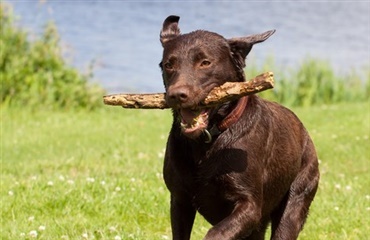 Labradoren den mest populære