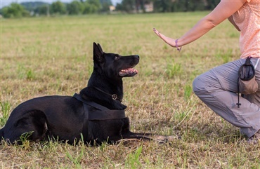 Hunde lytter mere til kropssprog end til ord