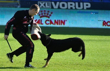 Actionfyldte fotos fra VM for sch&aelig;ferhunde er nu online