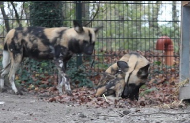 Vildhund i Aalborg Zoo har fået hvalpe