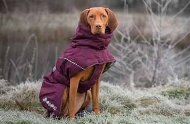 Tegn p&aring; at hunden fryser