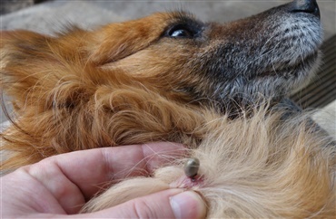 Mennesker den livsfarlige borrelia - Hunden.dk