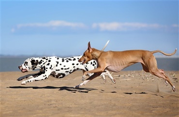 Fysisk aktive hunde kan have gavn af antioxidanter