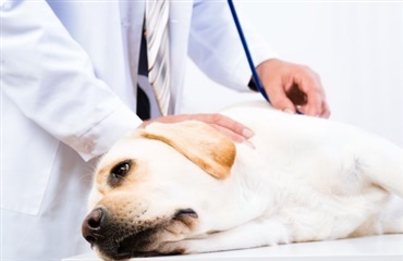 Agrias forskningsfond giver 3,5 million til forskning i hunde og kattes helbred