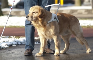 Førerhunde førte til kærlighed