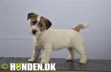 Fredagsquiz: Hvad ved du om jack russell terrier